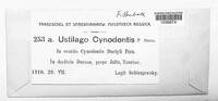 Ustilago cynodontis image
